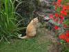 Beunehof 7. August 2010: Nachbars-Katze zu Besuch