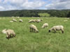 Schafherde beim Lindenbaum